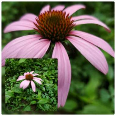 Echinacea