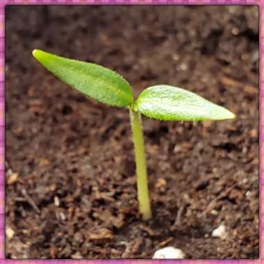 Capsicum 'Mini Bell'