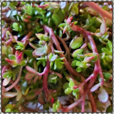 Portulaca grandiflora 'Mojave Pink'