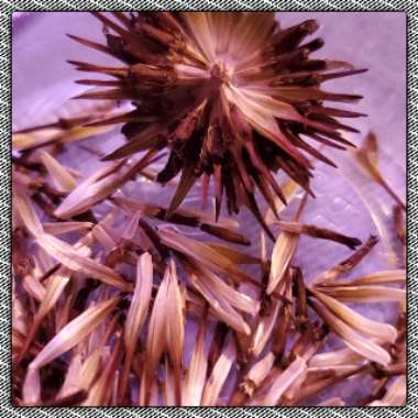 Echinacea