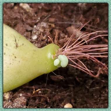 Sedum Craigii