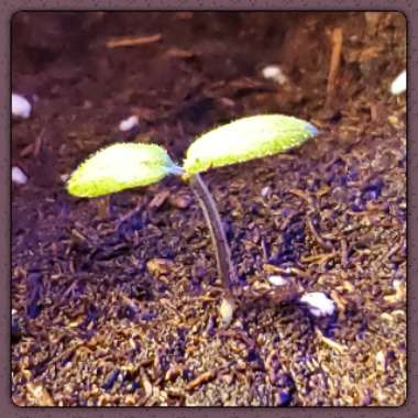 Solanum lycopersicum 'Chocolate Cherry'