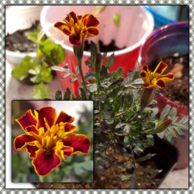 Tagetes