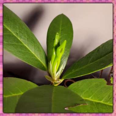 Rhododendron  (Azalea Varieties)