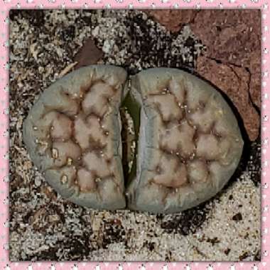 Lithops