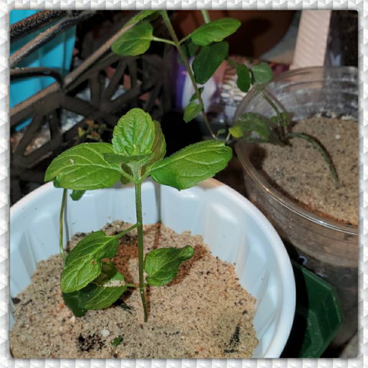 Plant image Mentha spicata