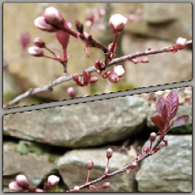 Prunus x cistena