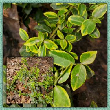 Euonymus japonica 'Aureo-marginata'