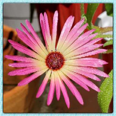 Dorotheanthus bellidiformis syn. Cleretum bellidiforme, Mesembryanthemum bellidiformis, Mesembryanthemum criniflorum, Cleretum cuneifolium, Cleretum limpidum