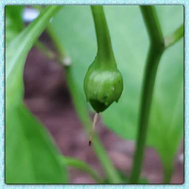 Capsicum annuum var. annuum (Grossum Group) 'Corno di Toro Rosso'