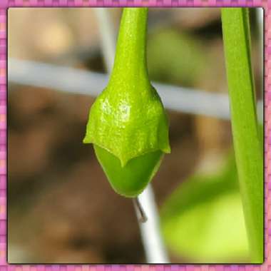 Capsicum annuum var. annuum (Grossum Group) 'Corno di Toro Rosso'