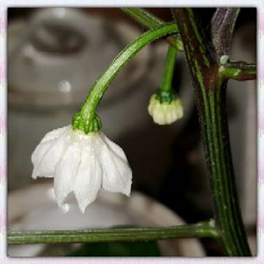 Capsicum Annuum 'Jalapeno'