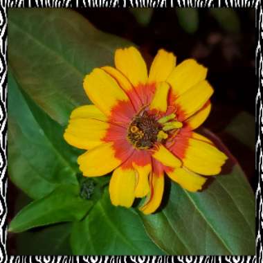 Zinnia elegans 'Zowie! Yellow Flame'