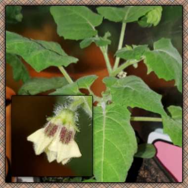 Physalis philadelphica 'Verde'