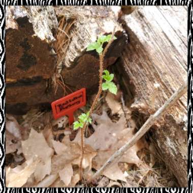 Rubus Idaeus 'Latham'