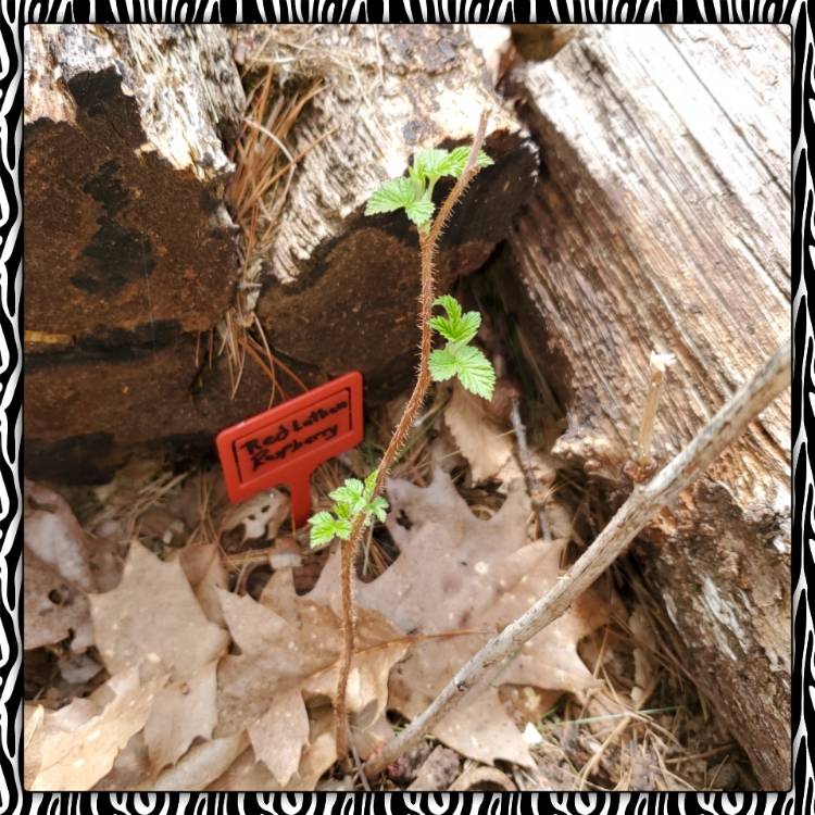 Plant image Rubus Idaeus 'Latham'