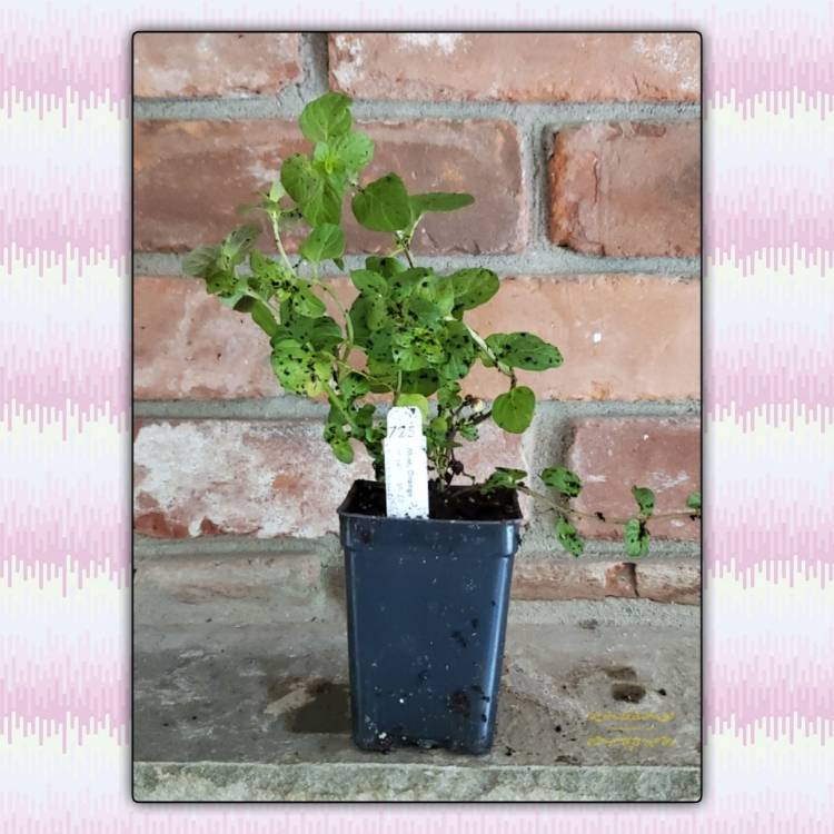 Plant image Mentha x piperita f. citrata 'Orange'