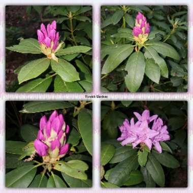 Rhododendron  (Azalea Varieties)