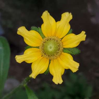 Rudbeckia hirta 'Prairie Sun'