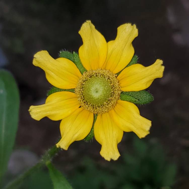 Plant image Rudbeckia hirta 'Prairie Sun'