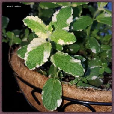 Mentha suaveolens 'Variegata'