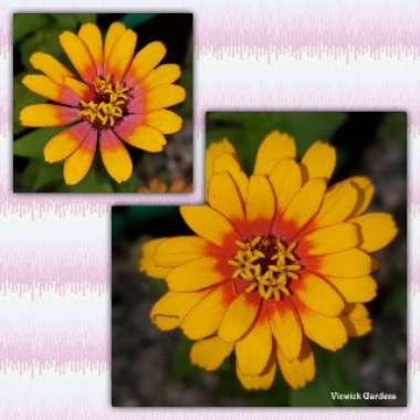 Zinnia elegans 'Zowie! Yellow Flame'