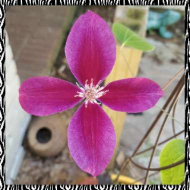 Clematis (Pruning Group 3)