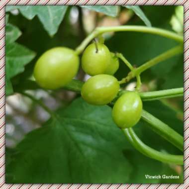 Viburnum trilobum