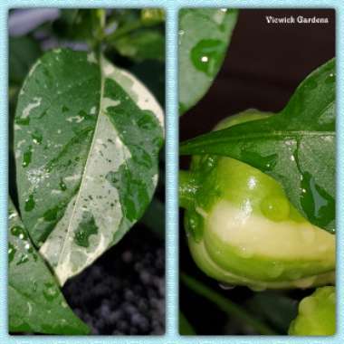 Capsicum annuum