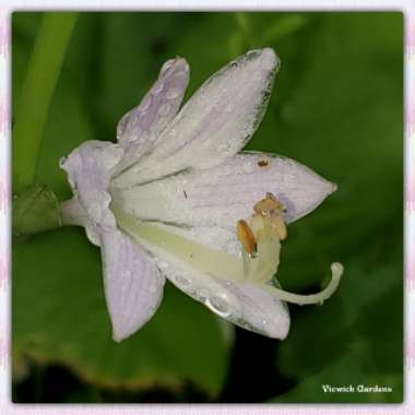 Hosta