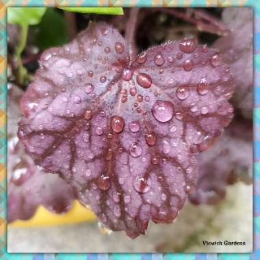 Heuchera Wild Rose