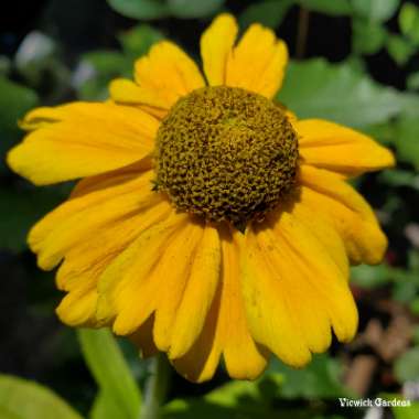 Rudbeckia hirta 'Prairie Sun'