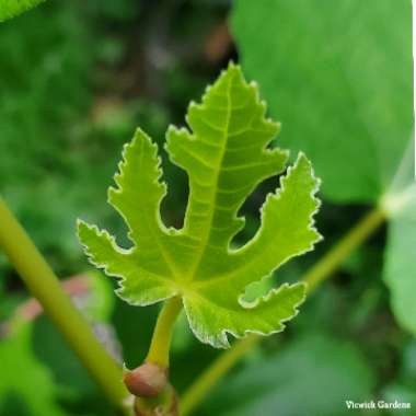 Ficus carica 'Kadota' syn. Ficus carica 'Dottato'