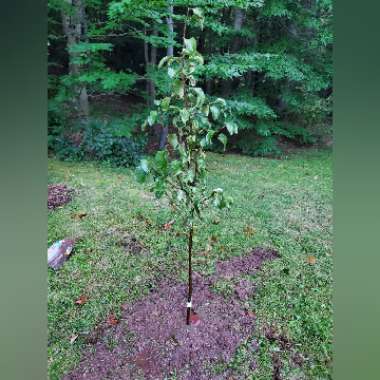 Malus domestica 'Crunch A' Bunch'