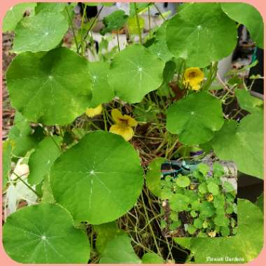 Tropaeolum majus 'Peach Melba'