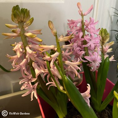 Hyacinthus orientalis