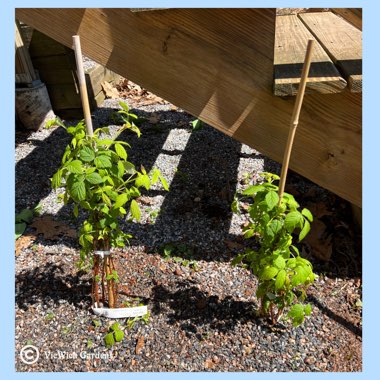 Rubus Idaeus 'Heritage'