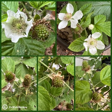 Rubus fruticosus