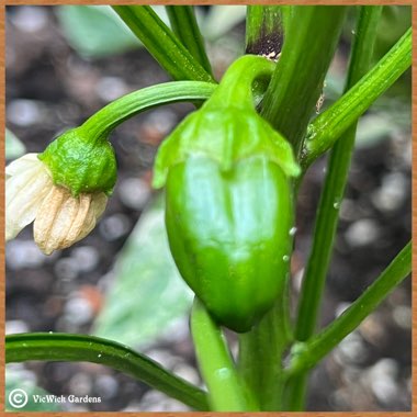 Capsicum 'Giant Marconi'