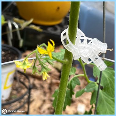 Solanum lycopersicum 'Sungold' syn. Solanum lycopersicum 'Sun Gold'