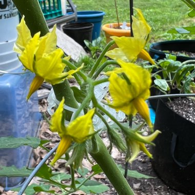 Solanum lycopersicum 'Sungold' syn. Solanum lycopersicum 'Sun Gold'