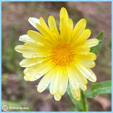 Calendula officinalis