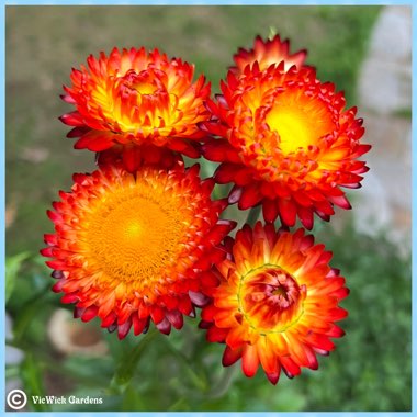 Xerochrysum bracteatum  syn. Helichrysum bracteatum, Bracteantha bracteata