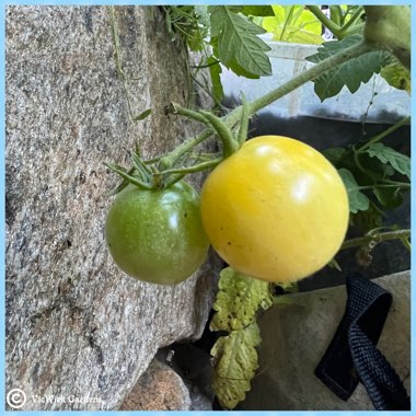 Solanum Pimpernelifolium 'Yellow Currant'