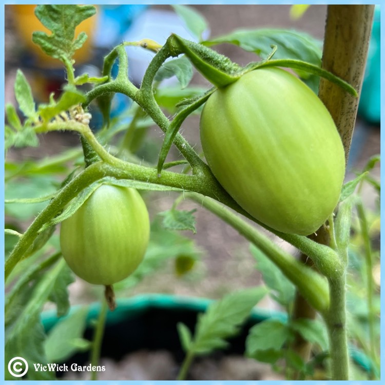 Plant image Solanum lycopersicum 'Supersauce Hybrid'