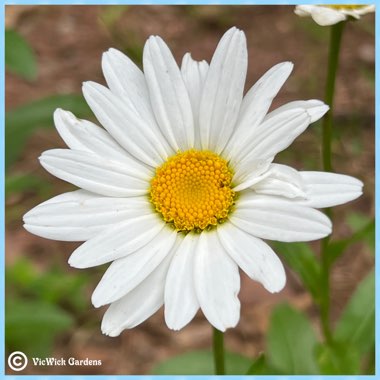 Argyranthemum