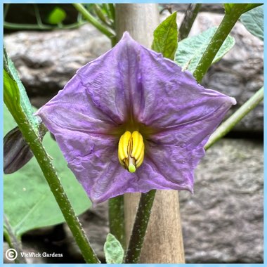 Solanum melongena