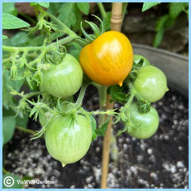 Solanum lycopersicum  syn. Lycopersicon lycopersicum