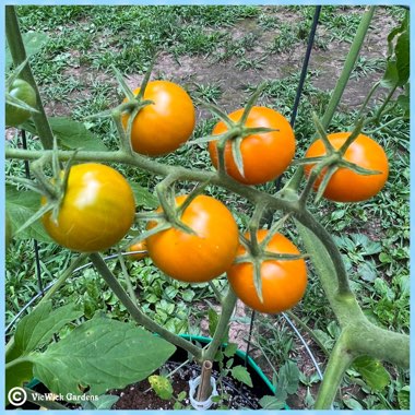 Solanum lycopersicum 'Sungold' syn. Solanum lycopersicum 'Sun Gold'