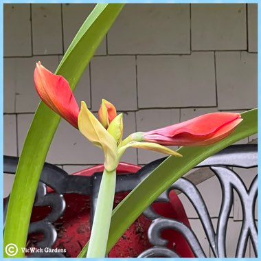 Hippeastrum